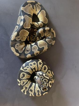 Image 2 of Ball python male and female 100%het double ultramel pied