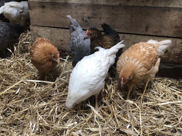Preview of the first image of Happy healthy sexed pullet growers.