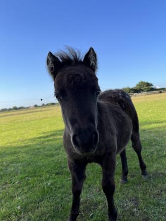 Image 2 of Smokey black Falabella filly for loan