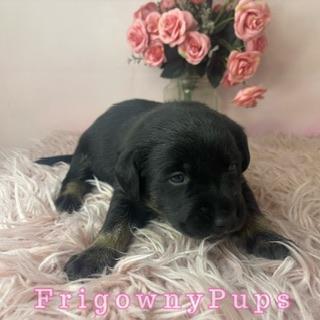 Image 9 of Top Quality Classic Black Labrador Puppies