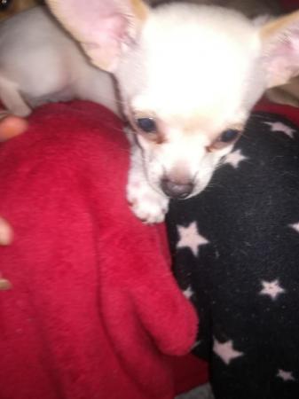 Image 13 of very small chihuahua pups for sale  only 1 boy n 1 girl left