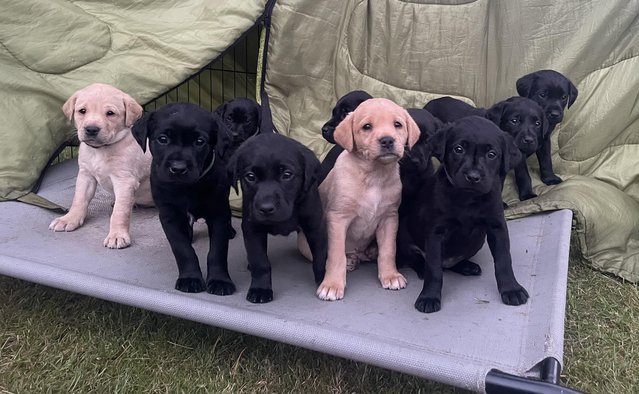 Image 8 of Working labrador puppies from health tested parents
