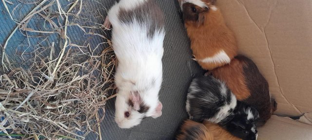 Image 9 of Baby Guinea pigs for sale