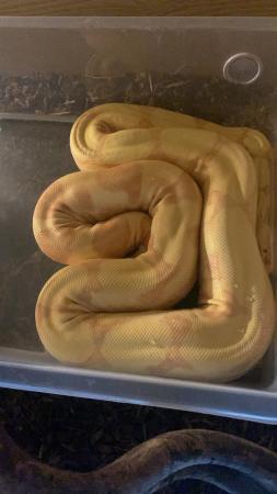 Image 10 of Female and male boas with set ups