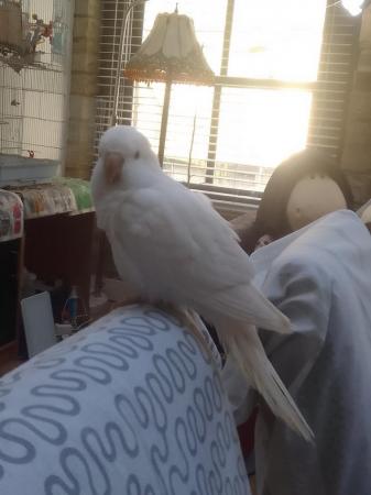 Image 7 of Tamed and cuddly white baby Quaker parrot DNA tested hen