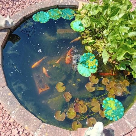 Image 5 of Pond Fish, all in one Pump and Plants