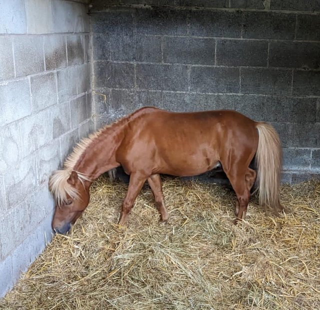 Preview of the first image of American miniature horse for sale in bolton.