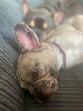 Image 2 of Female French Bulldog for sale