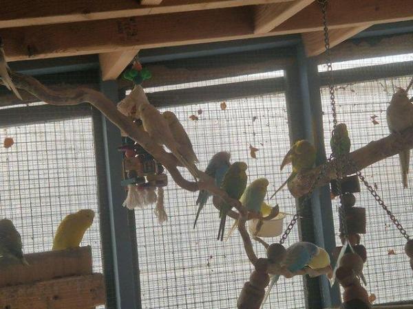 Image 5 of cockatiels for sale males and females