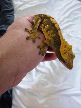 Image 2 of Crested geckos babys, stunners for sale 2 avaliable