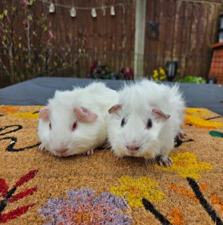 Image 5 of 2 pairs of 12 week old bonded pair of male guinea pigs