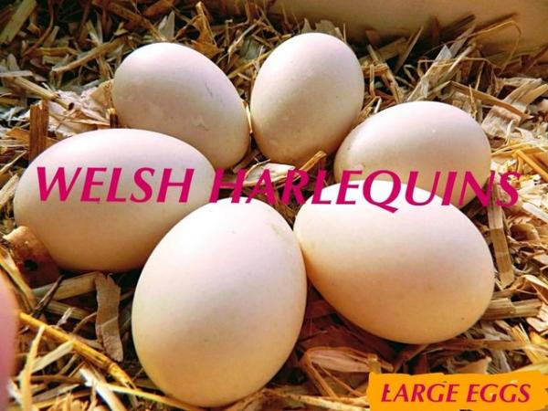 Image 3 of Duck Hatching Eggs. Pure Breed Welsh Harlequin Hatching Eggs