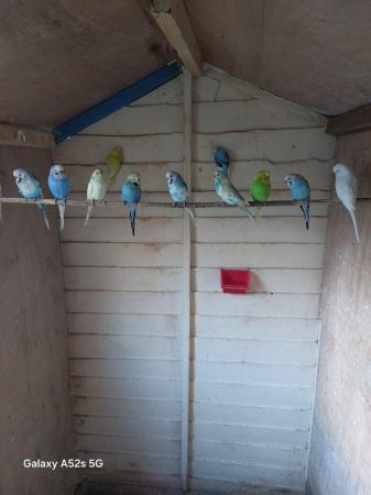 Image 5 of Budgies for sale 2 years old variety of colours cocks only