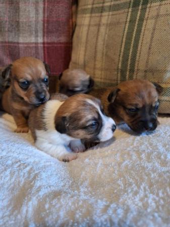 6 stunning Jack Russell puppies from a licenced breeder for sale in Thetford, Norfolk - Image 7