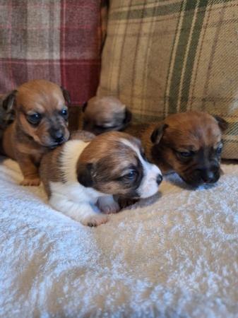 Jack Russell Terrier puppies for sale in Thetford, Norfolk – 1 year old - Image 7 of 9