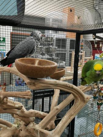 Image 5 of Stunning super friendly african grey with CITIES paperwork
