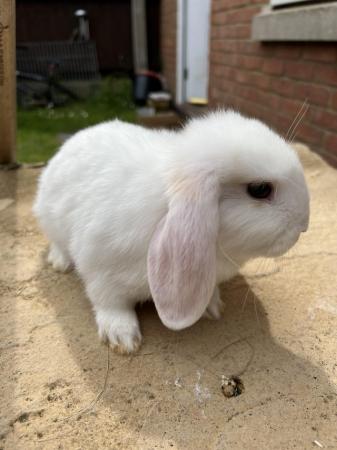 Image 12 of Baby Mini Lop bunnies for new homes