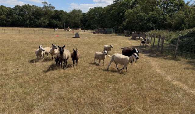 Ewes and lambs for sale Essex — photo 2 of 4