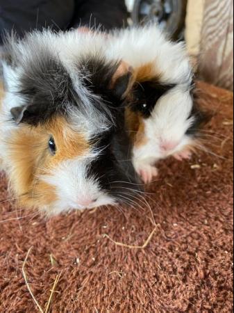 Image 4 of Beautiful female guinea pigs 3 months old