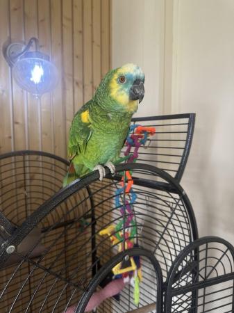 Image 3 of Blue fronted Female (Flo) Amazon Parrot tame talking