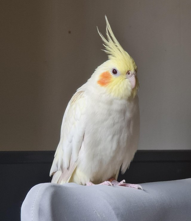 Preview of the first image of Female Lutino cockatiel for sale.