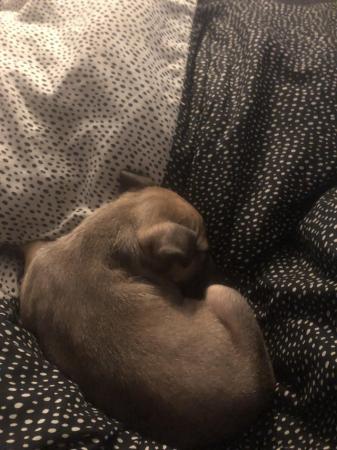 Image 4 of 8 week old Staffordshire bull terrier
