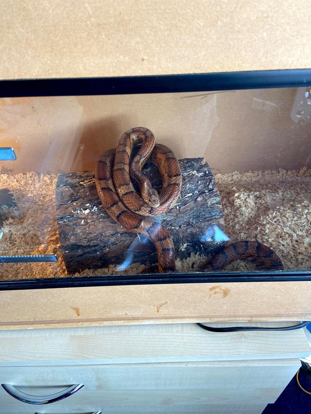 15 year old, South Carolina Corn Snake, Free, vivarium.
