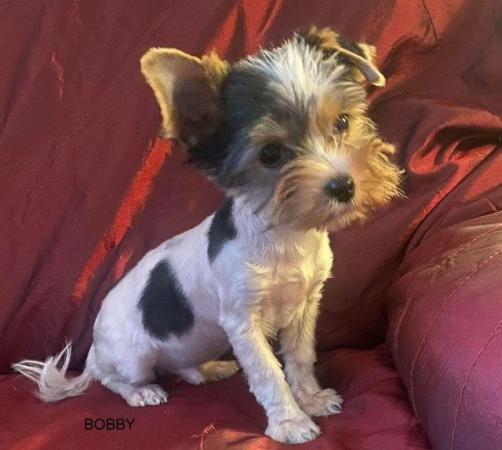 Image 9 of Biewer Yorkshire Terrier Puppies for sale