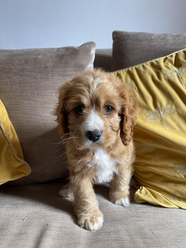 Preview of the first image of Cavapoo puppies last boy available.