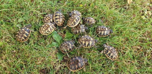 Image 4 of Hermanns Baby tortoises Hatched 2023