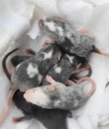 Image 6 of Female Mice Various varieties