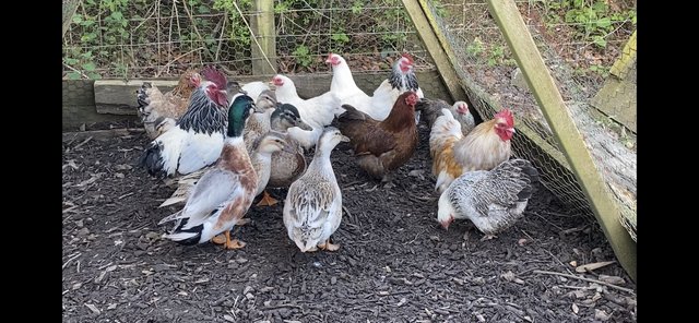 Image 3 of Chickens for sale bantams