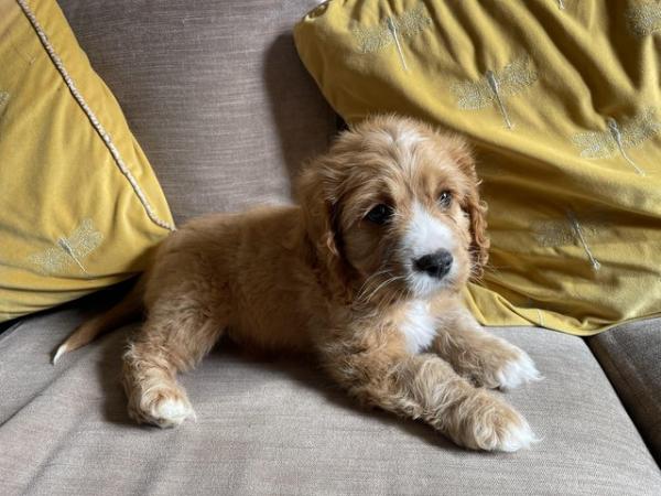 Image 7 of Cavapoo puppies last boy available
