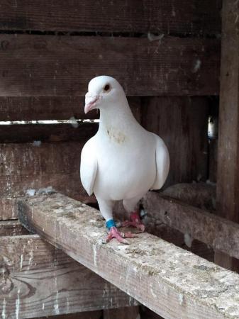 Image 5 of PURE WHITE RACING PIGEON FOR SALE