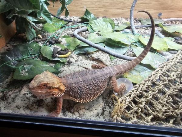 Image 5 of Hypo citrus bearded dragon with enclosure and substrate