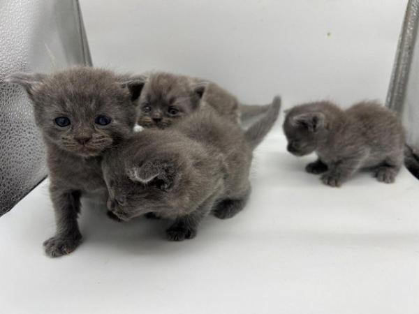 Image 5 of Blue Persian x Chartreux kittens