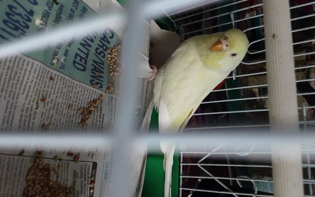 Image 1 of For sale young adults budgies