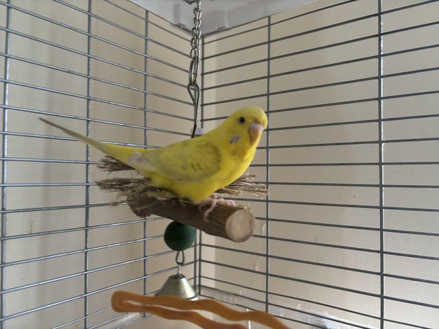 Preview of the first image of 8 months female budgie with cage.