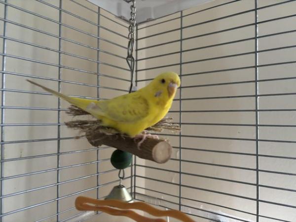 Image 1 of 8 months female budgie with cage