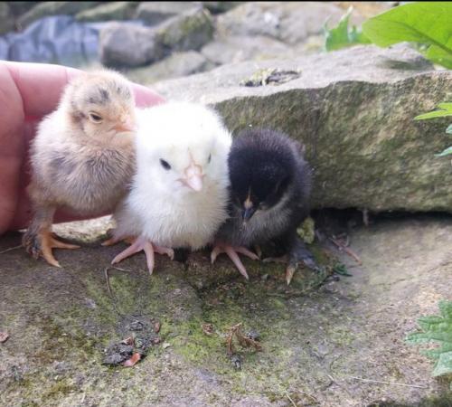 Image 13 of Light sussex chicks two weeks old £5 each or 5 for £20