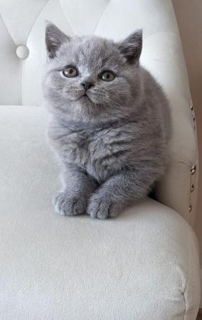 Image 20 of Amazing British Shorthair Blue registered kittens