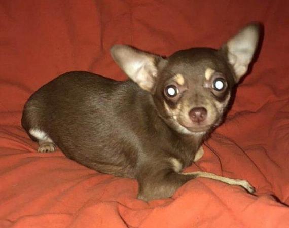 Image 7 of DELILAH - a Delectable, Miniature Chocolate Chihuahua Girl !