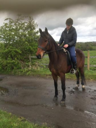 Image 5 of Beautiful tb x gelding for sale