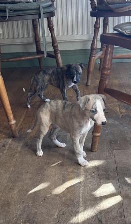 Image 23 of Fabulous Whippet Puppies ready soon ... 2 left !