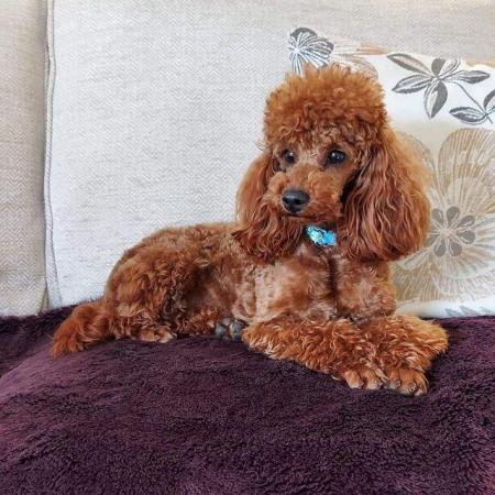 Image 1 of Red toy poodle for stud not for sale