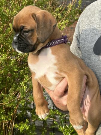 Image 4 of Beautiful male boxer puppy ready to leave for his new home