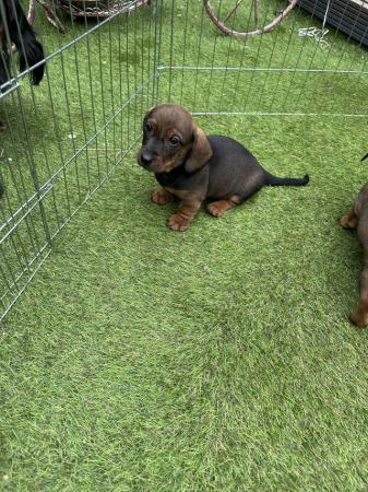 Image 15 of Beautiful miniature dachshund puppies