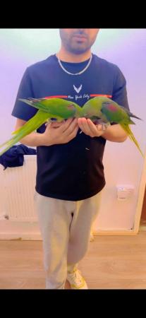Image 2 of Baby hand tame alexandrine, derbyian and green cheek conures