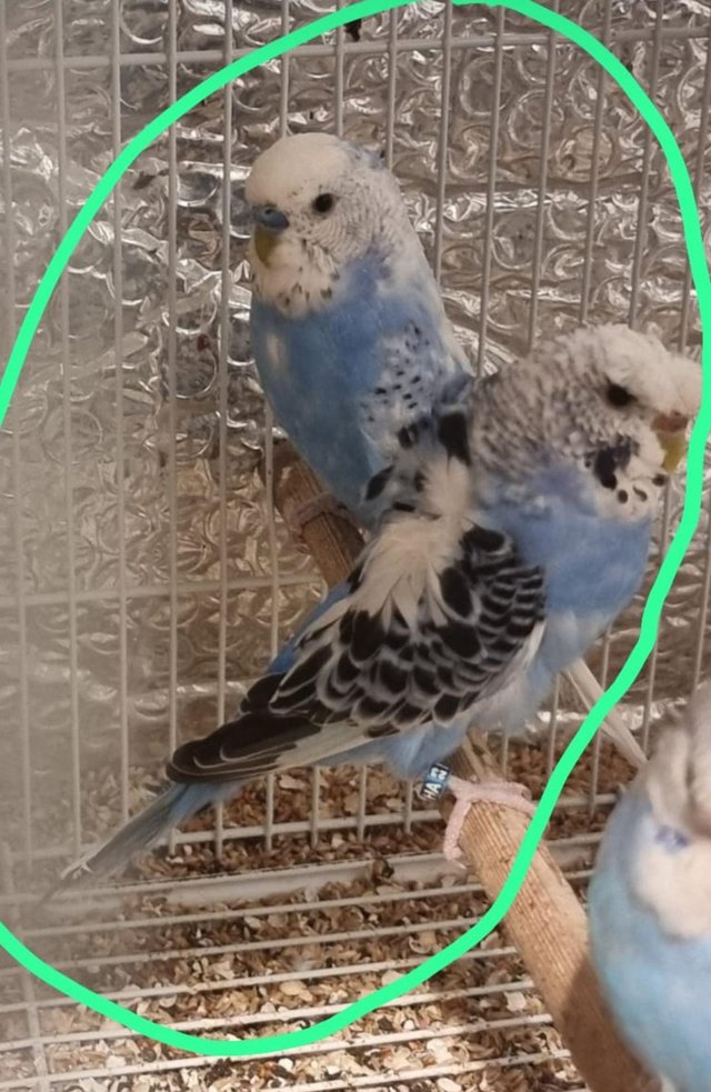 Preview of the first image of Helicopter/split male and female budgies.