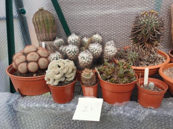 Image 3 of Cactus Plants For Sale Large Collection